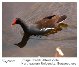 common moorhen