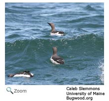 Common Murre