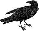 Common Raven