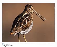 commonsnipe