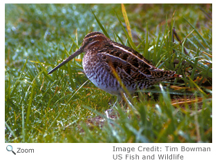 Common Snipe