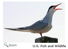 Common Tern