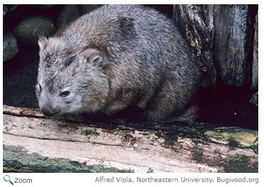 Common Wombat