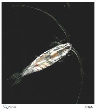 Copepoda