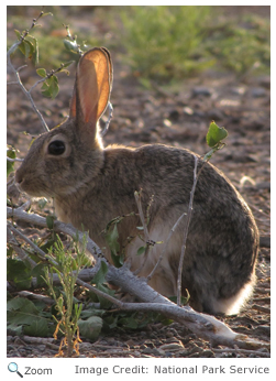 Desert Cottontail