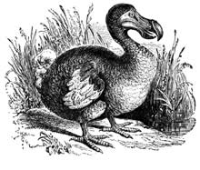 dodo