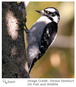 Downy Woodpecker