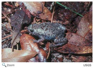 Eastern Narrowmouth Toad