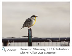 Eastern Meadowlark