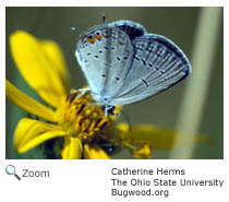 Eastern Tailed Blue