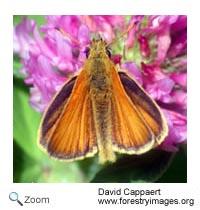 European Skipper