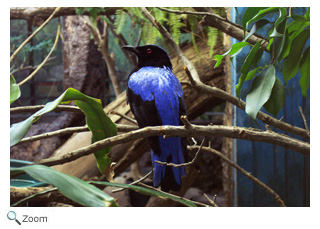 fairy bluebird