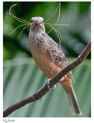 Fawn-breasted bowerbird