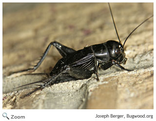 Field Cricket