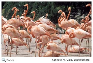 Greater Flamingo