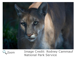 Florida Panther