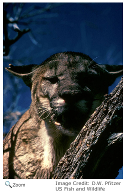 Florida Panther