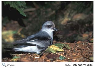 Fork-tailed Storm Petrel