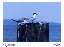 Forster's Tern