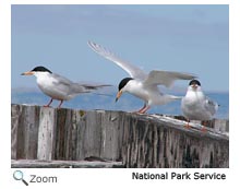 Forster's Tern