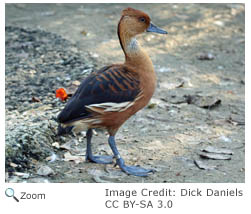 Fulvous Whistling Duck