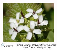 garlic mustard