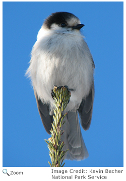 Gray Jay