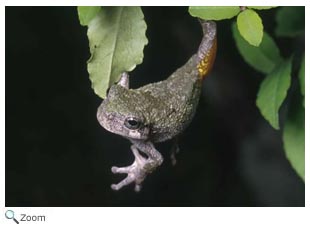 Gray Tree Frog