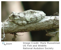 Gray Tree Frog