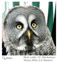 Great Gray Owl