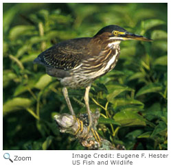 Green Heron