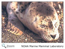 Harbor Seal