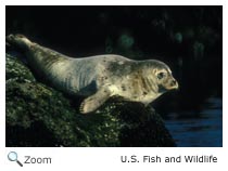 Harbor Seal