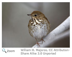 Hermit Thrush