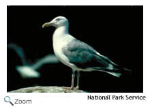 American herring gull