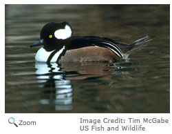 Hooded Merganser