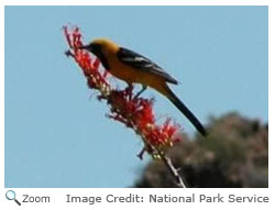 Hooded Oriole