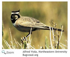 Horned Lark