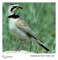 Horned Lark