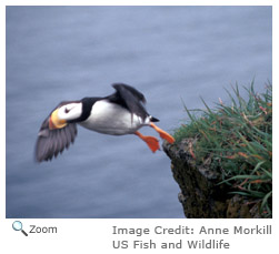 Horned Puffin