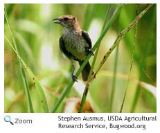 indigo bunting