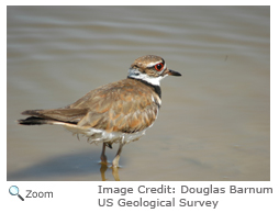 Killdeer