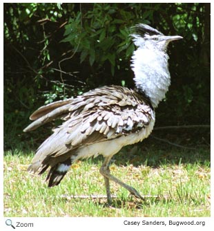 Kori Bustard