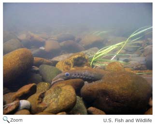 Pacific Lamprey