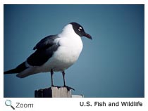 Laughing Gull