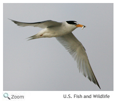 Least Tern