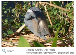 Little Blue Heron