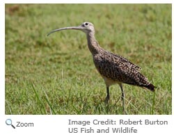 Long-billed Curlew