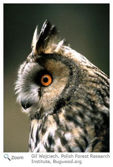 Long-eared Owl