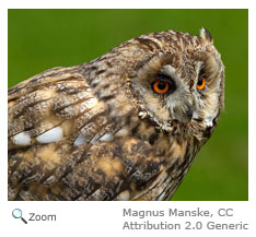 Long-eared Owl